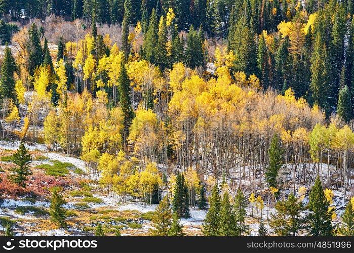 Aspen grove at autumn in Rocky Mountains. Colorado, USA. 