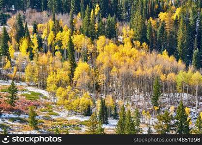 Aspen grove at autumn in Rocky Mountains. Colorado, USA. 