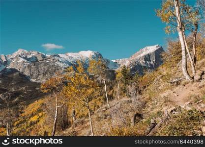 Aspen grove at autumn. Rocky Mountain National Park. Colorado, USA.