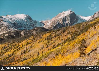 Aspen grove at autumn. Rocky Mountain National Park. Colorado, USA. 