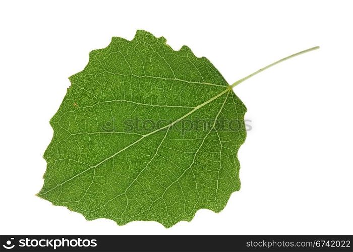 aspen leaf isolated on a white