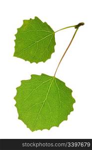 aspen leaf isolated on white