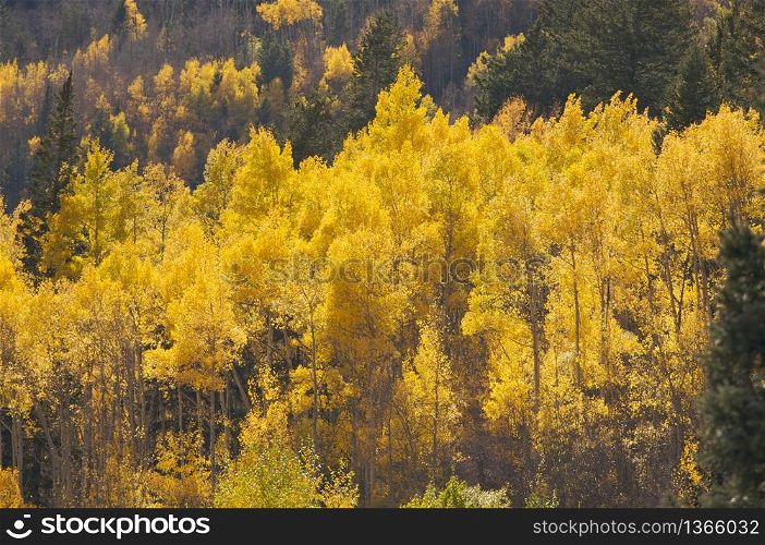 Aspen Pines Changing Color Against the Mountain Side