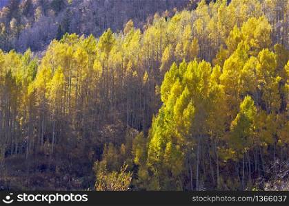 Aspen Pines Changing Color Against the Mountain Side