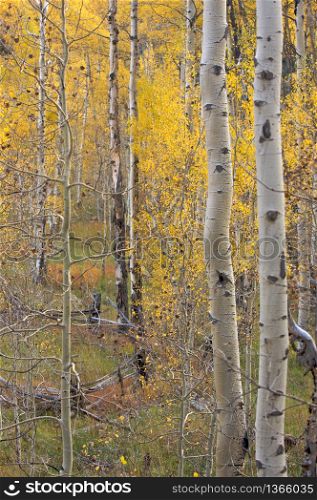 Aspen Pines Changing Color Before Winter