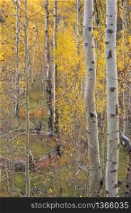 Aspen Pines Changing Color Before Winter