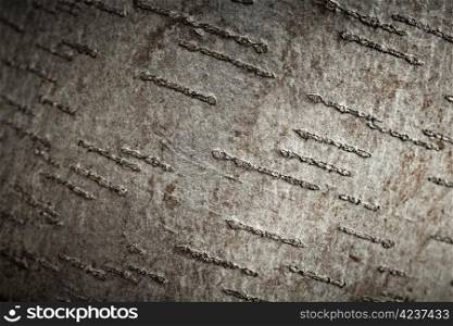 Aspen tree bark texture, closeup shot.