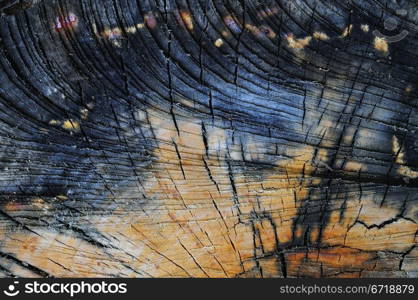 Aspen tree stump close up. Color wooden texture