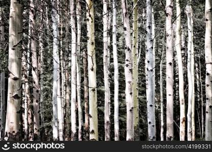 Aspen tree trunks in forest as natural background