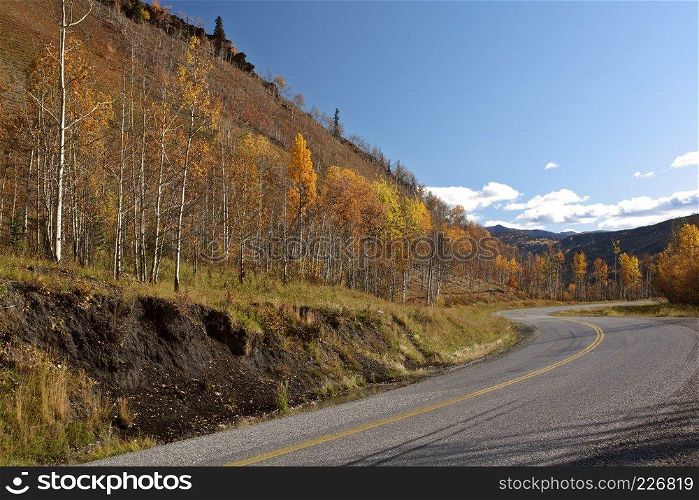 Aspen trees in autumn along Alaska Highway in British Columbia