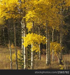 Aspen trees in yellow fall color in Wyoming.