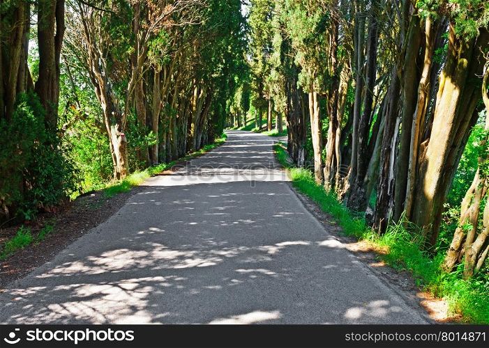 Asphalt Forest Road in Italy