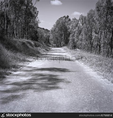 Asphalt Forest Road in Italy, Retro Image Filtered Style