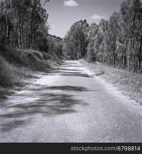 Asphalt Forest Road in Italy, Retro Image Filtered Style