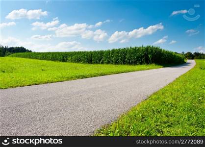 Asphalt Path between Corn Fields in Bavaria, Germany
