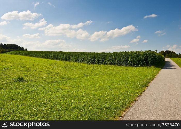 Asphalt Path Between Corn Fields in Bavaria, Germany