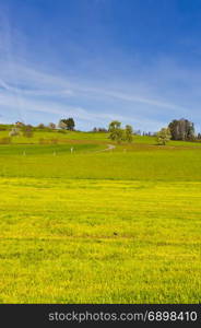 Asphalt path between pastures in Switzerland early morning. Swiss landscape with meadows