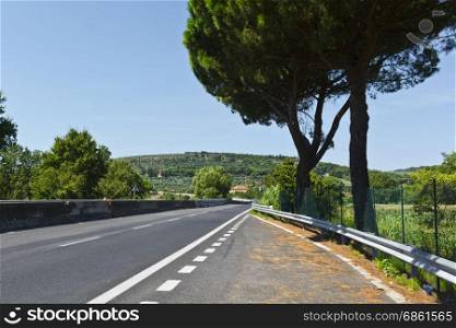 Asphalt road between Tuscan landscape with olive groves.