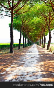 Asphalt Road between Vineyards and Plowed Fields in the Tuscany