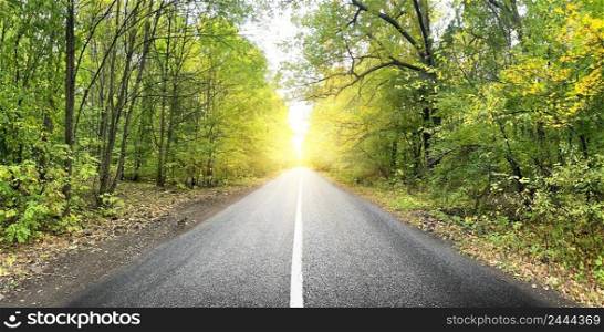 Asphalt road in a summer green forest. Asphalt road in summer green forest