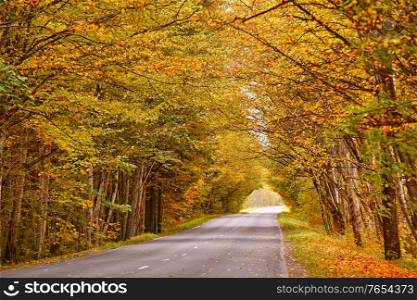 Asphalt road in autumn lane with alder trees tunnel. Beautiful nature landscape. Fall season. Rows of trees lining long empty path. Park alley in Belarus