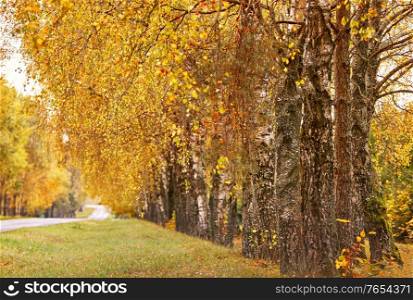 Asphalt road in autumn lane with birch trees. Beautiful nature landscape. Fall season. Rows of trees lining long empty path. Park alley in Belarus