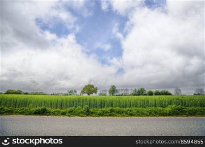 Asphalt road in front of a green field with fresh crops in a rural landscape