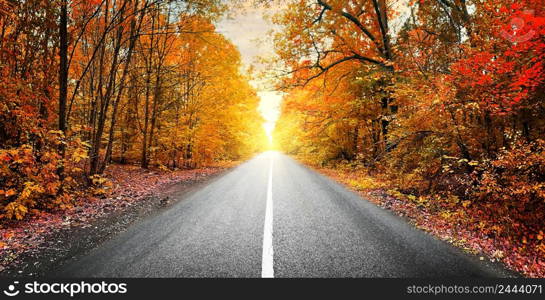 Asphalt road in the autumn forest