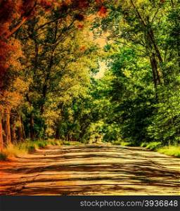 Asphalt road in the deciduous forest.