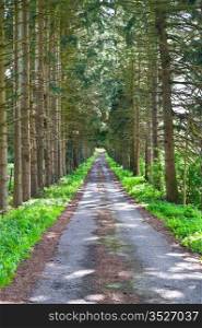 Asphalt Road in the Forest, Belgium