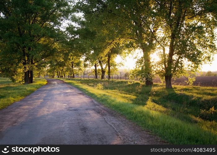 Asphalt road in the sunset green forest