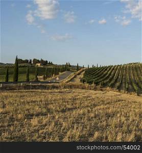Asphalt road leading to the Italian wine farm surrounded with plowed sloping hills of Tuscany in the autumn. Rural landscape with vineyard, olive trees and fields after harvest.