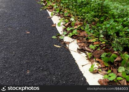 Asphalt road moist with falling leaves and green grass background, empty copy space.