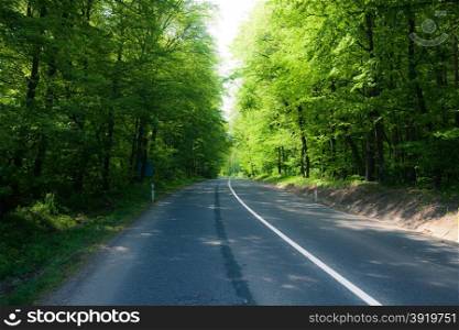 asphalt road through forest