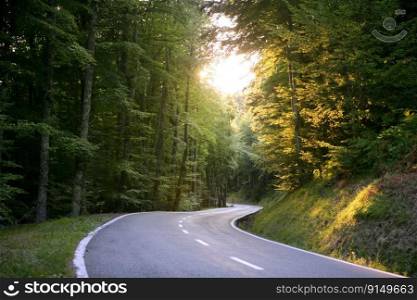 Asphalt winding curve road in a beech forest