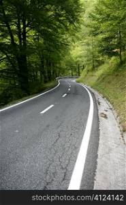 Asphalt winding curve road in a beech green forest