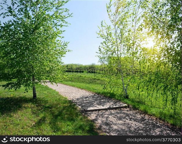 Asphalted footpath and birches at the sunrise