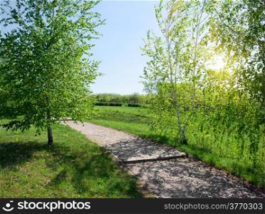Asphalted footpath and birches at the sunrise