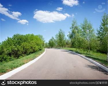 Asphalted road among birches at sunny day