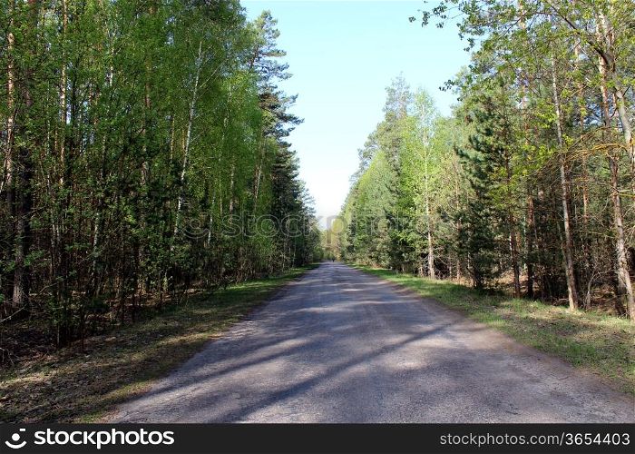 asphalted road in green forest with different trees
