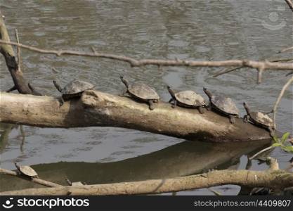 Assam roof turtles basking