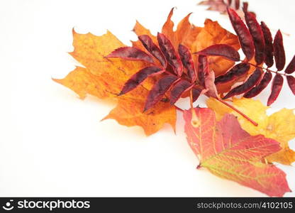 assorted autumn leaves over a white background