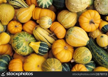 Assorted decorative gourds