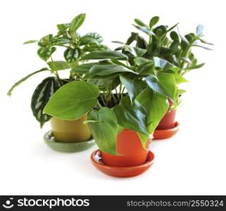 Assorted green houseplants in pots isolated on white background