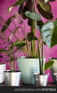 Assorted houseplants with red background and colored pots