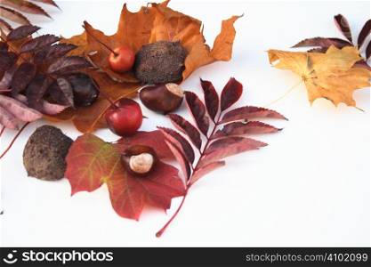 assorted items of nature which appear at autumn time