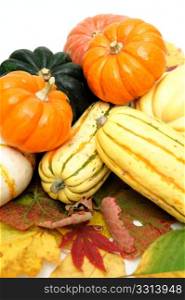 Assorted squash including green and white Acorn, Gold Nugget, Delicata, small pumpkins and Fall leaves on a light colored background.. Squash