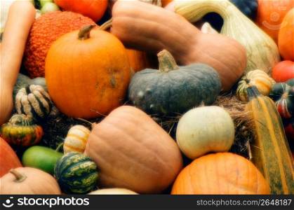 Assorted squashes and pumpkins