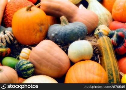 Assorted squashes and pumpkins