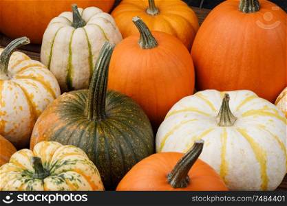 Assortiment of autumn harvested pumpkins , background , Halloween holiday concept. Assortiment of pumpkins background